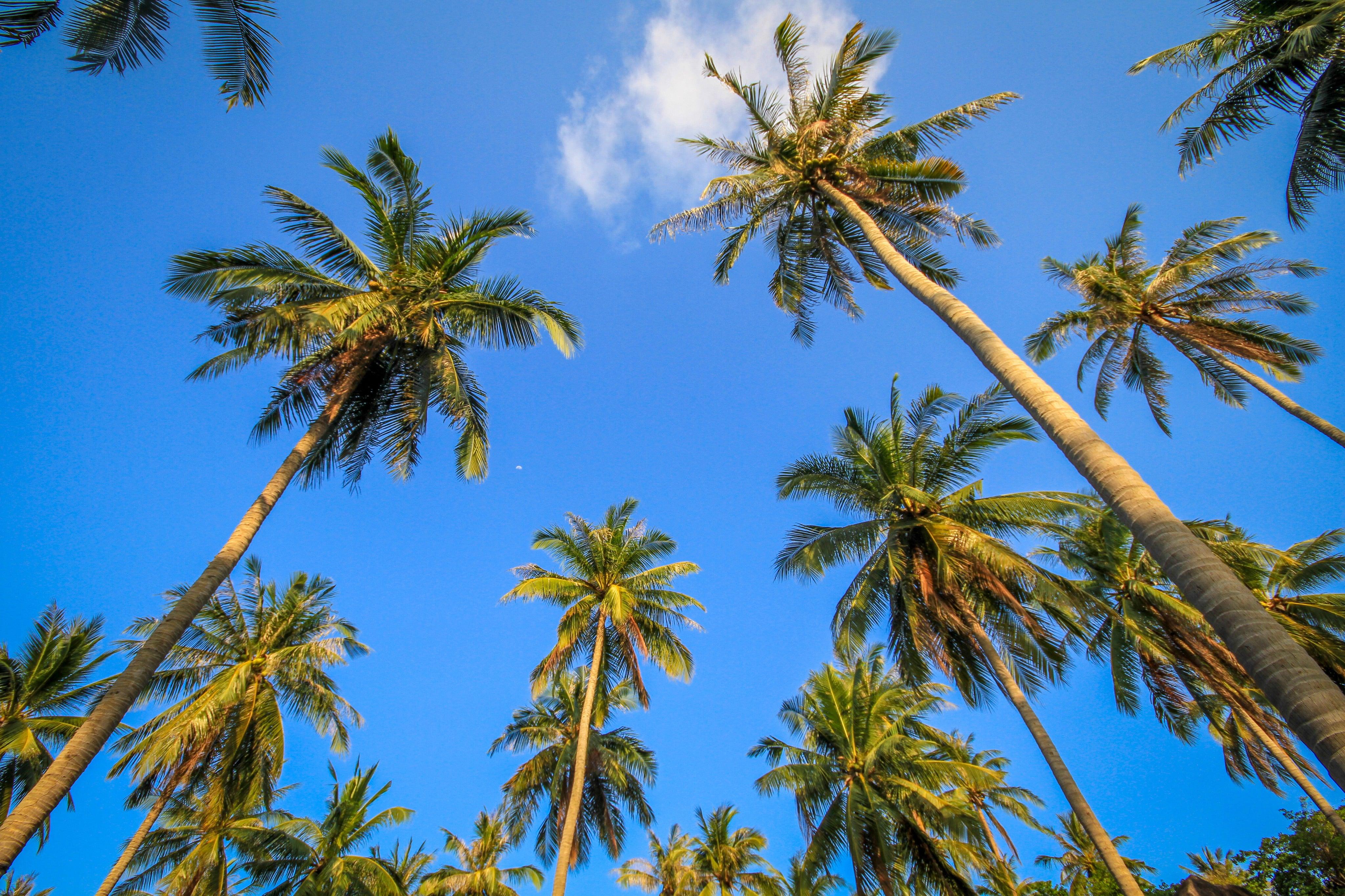 palm-trees-sky - cucciolagioielli